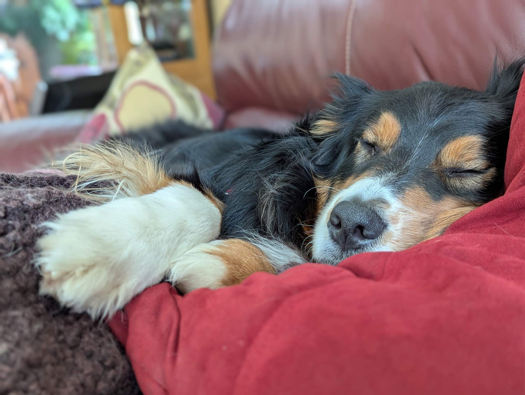 Bear, a black tri-colored Australian Shepherd napping on a couch