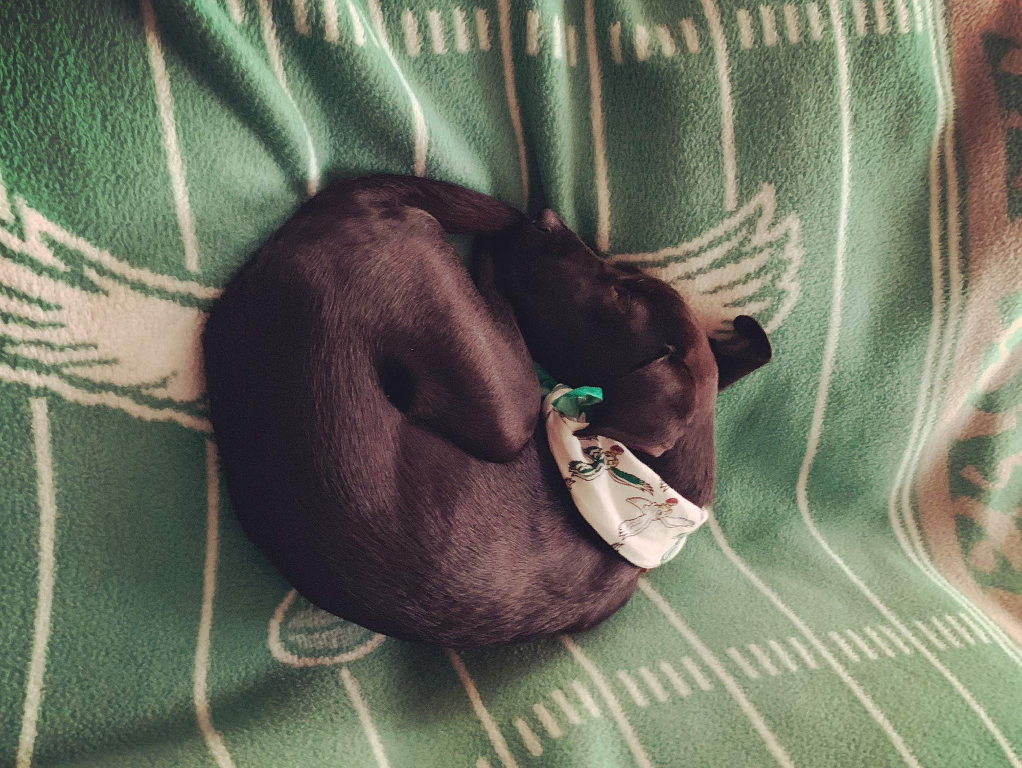 Olive, a very dark brown lab mix, curled up like a donut