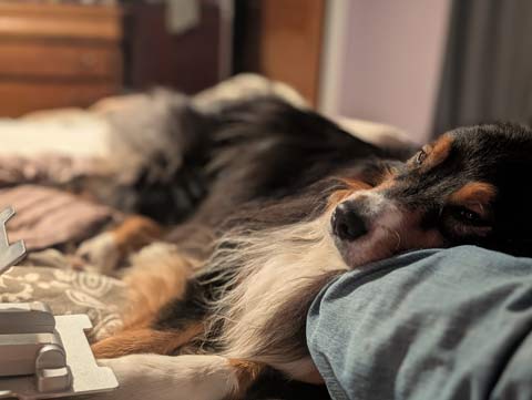 Bear, a black tri-color Australian Shepherd resting his head on my knee