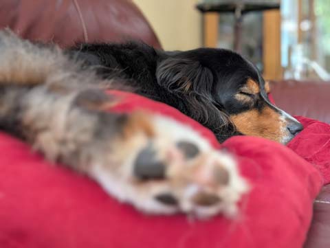 Bear, an Australian Shepherd, napping on a couch with his right rear paw in the foreground