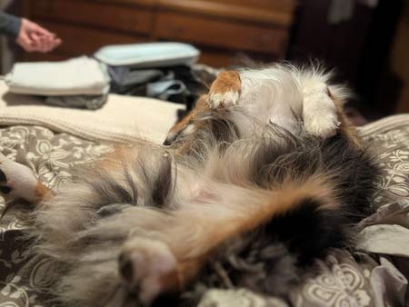 A black tri-color Australian Shepherd napping on it's back