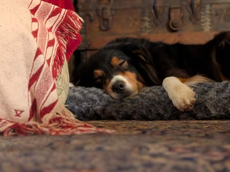 Bear, a black tri-color Australian Shepherd, napping deeply on his dog bed on the floor