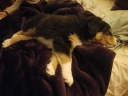 Bear, a 2 month-old black tri-colored Australian Shepherd pup, napping on purple faux-velvet blanket.