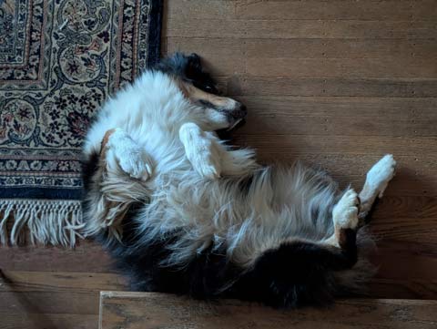 Bernie, an Australian Shepherd, lying on the floor, belly up, at the bottom of a short staircase.