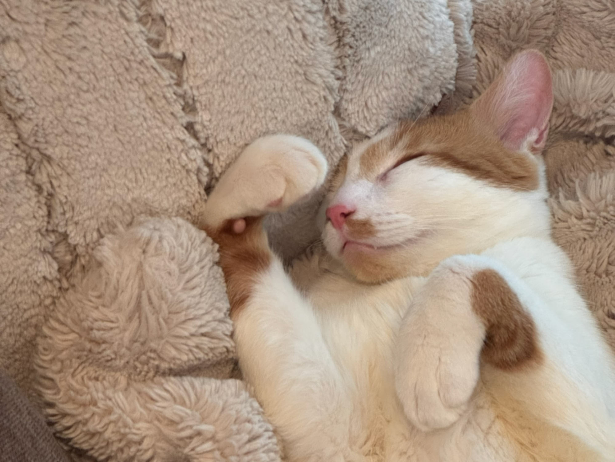 A white and tan cat named Tio (Uncle) napping on blankets lying on a couch